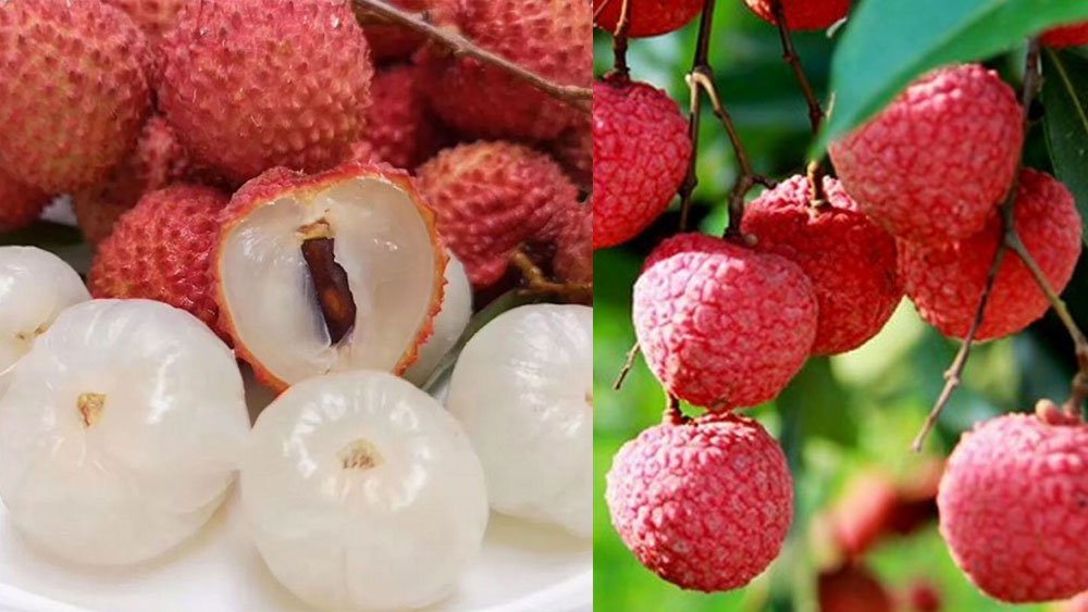 Vải thiều là một trong những mặt hàng nông sản của tỉnh Bắc Ninh được xuất khẩu nhiều sang thị trường Trung Quốc.